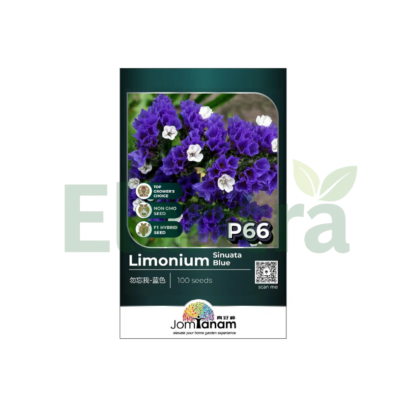 P66 LIMONIUM SIMUATA BLUE